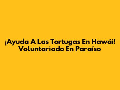 ¡Ayuda A Las Tortugas En Hawái! Voluntariado En Paraíso