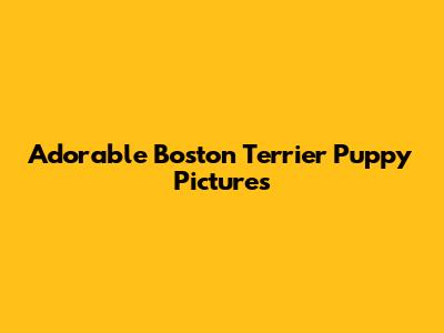 Adorable Boston Terrier Puppy Pictures