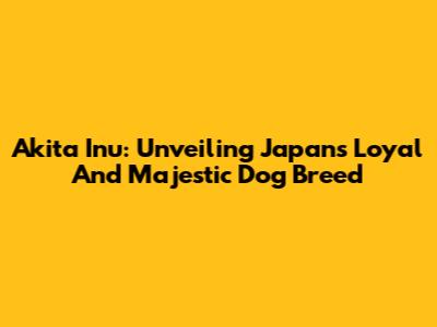 Akita Inu: Unveiling Japan's Loyal And Majestic Dog Breed