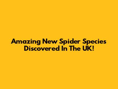 Amazing New Spider Species Discovered In The UK!