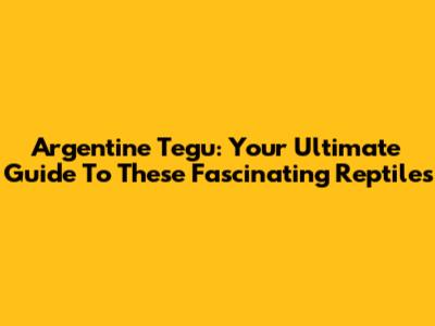 Argentine Tegu: Your Ultimate Guide To These Fascinating Reptiles