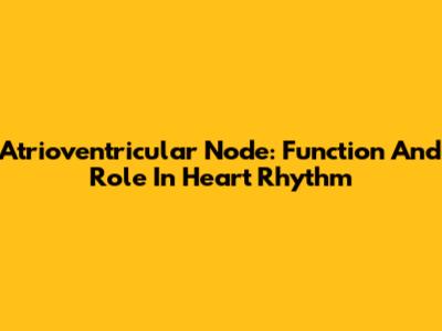 Atrioventricular Node: Function And Role In Heart Rhythm