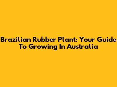 Brazilian Rubber Plant: Your Guide To Growing In Australia