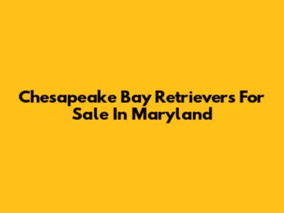 Chesapeake Bay Retrievers For Sale In Maryland