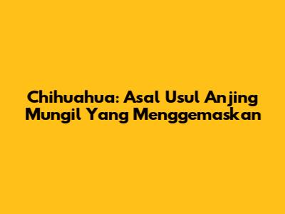 Chihuahua: Asal Usul Anjing Mungil Yang Menggemaskan