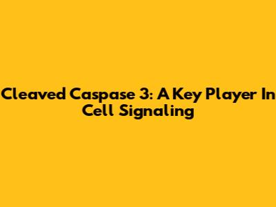 Cleaved Caspase 3: A Key Player In Cell Signaling