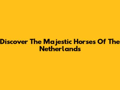 Discover The Majestic Horses Of The Netherlands