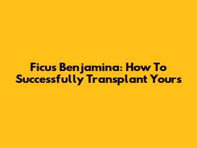 Ficus Benjamina: How To Successfully Transplant Yours