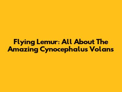 Flying Lemur: All About The Amazing Cynocephalus Volans