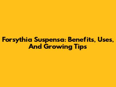Forsythia Suspensa: Benefits, Uses, And Growing Tips