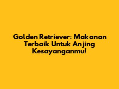 Golden Retriever: Makanan Terbaik Untuk Anjing Kesayanganmu!