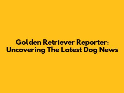 Golden Retriever Reporter: Uncovering The Latest Dog News