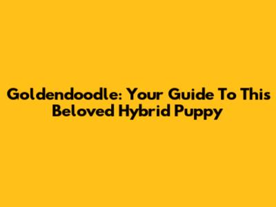Goldendoodle: Your Guide To This Beloved Hybrid Puppy