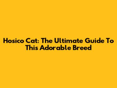 Hosico Cat: The Ultimate Guide To This Adorable Breed