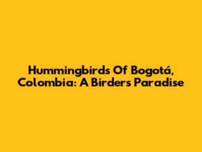 Hummingbirds Of Bogotá, Colombia: A Birder's Paradise