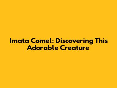 Imata Comel: Discovering This Adorable Creature