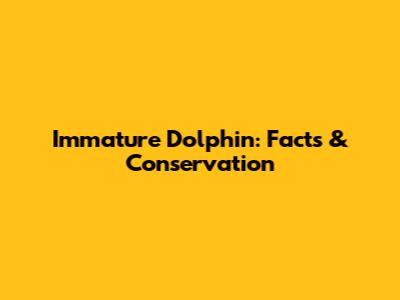 Immature Dolphin: Facts & Conservation