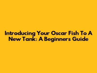 Introducing Your Oscar Fish To A New Tank: A Beginner's Guide