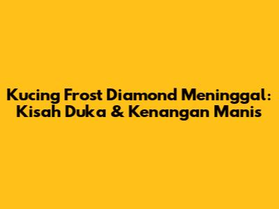 Kucing Frost Diamond Meninggal: Kisah Duka & Kenangan Manis