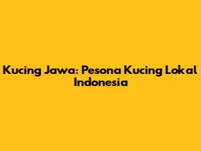 Kucing Jawa: Pesona Kucing Lokal Indonesia