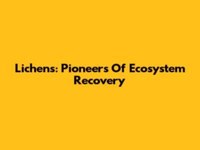 Lichens: Pioneers Of Ecosystem Recovery