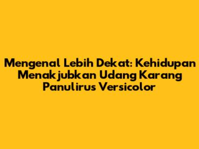 Mengenal Lebih Dekat: Kehidupan Menakjubkan Udang Karang Panulirus Versicolor