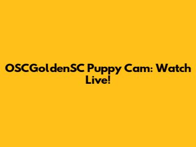 OSCGoldenSC Puppy Cam: Watch Live!