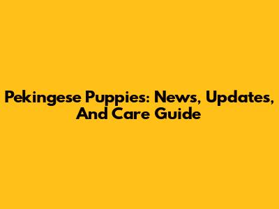 Pekingese Puppies: News, Updates, And Care Guide