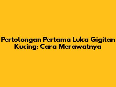 Pertolongan Pertama Luka Gigitan Kucing: Cara Merawatnya