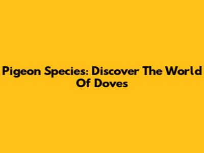 Pigeon Species: Discover The World Of Doves