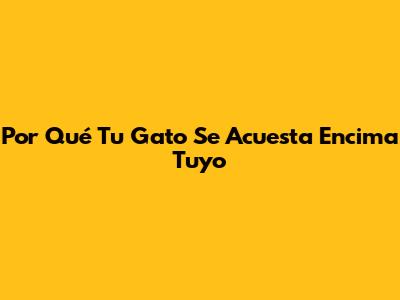Por Qué Tu Gato Se Acuesta Encima Tuyo