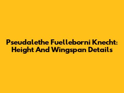 Pseudalethe Fuelleborni Knecht: Height And Wingspan Details