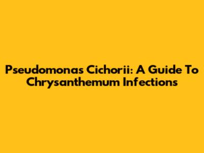 Pseudomonas Cichorii: A Guide To Chrysanthemum Infections