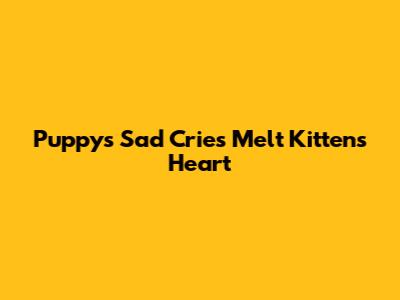 Puppy's Sad Cries Melt Kitten's Heart