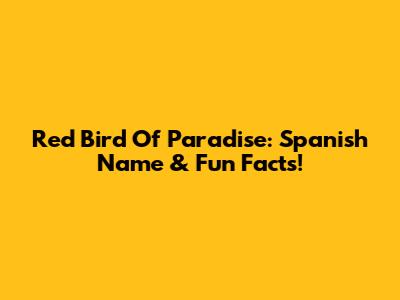 Red Bird Of Paradise: Spanish Name & Fun Facts!