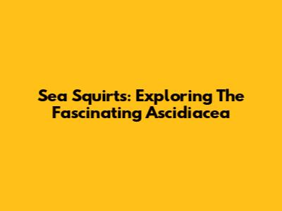 Sea Squirts: Exploring The Fascinating Ascidiacea
