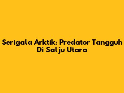 Serigala Arktik: Predator Tangguh Di Salju Utara