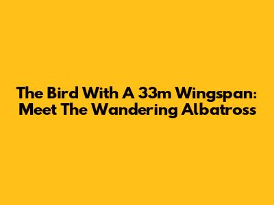 The Bird With A 33m Wingspan: Meet The Wandering Albatross
