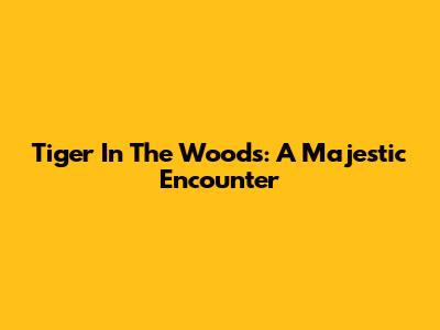 Tiger In The Woods: A Majestic Encounter