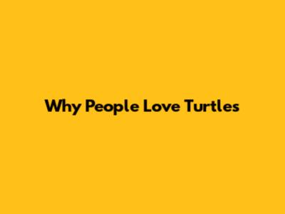 Why People Love Turtles