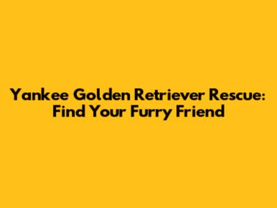 Yankee Golden Retriever Rescue: Find Your Furry Friend