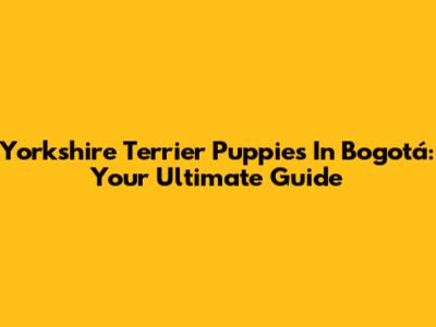 Yorkshire Terrier Puppies In Bogotá: Your Ultimate Guide